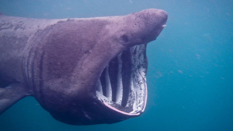 Admiral Shark Casino Review Exposes the Truth Behind UK Gaming Bonuses in United Kingdom