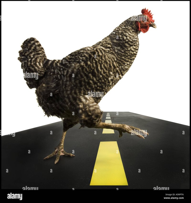 Discover chicken road game