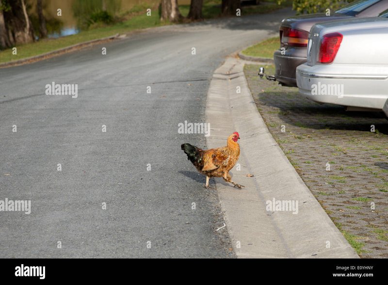 Spelers Ontdekken het Geheim van Speelautomaat Chicken Road in Nederland in Netherlands