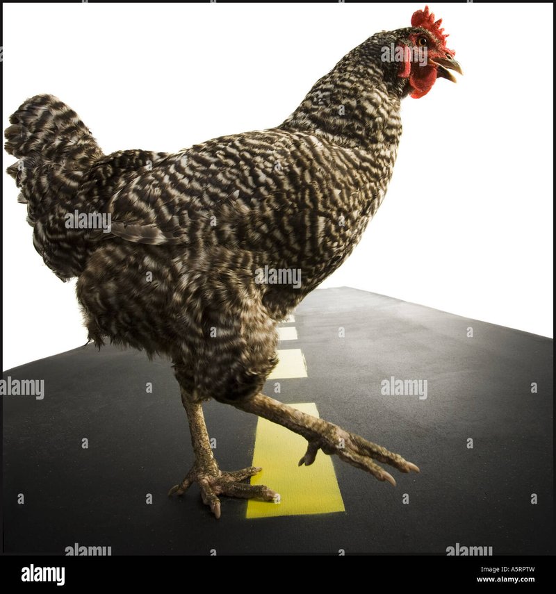 Descubre el Exclusivo Juego de Azar de la Carretera del Pollo en España